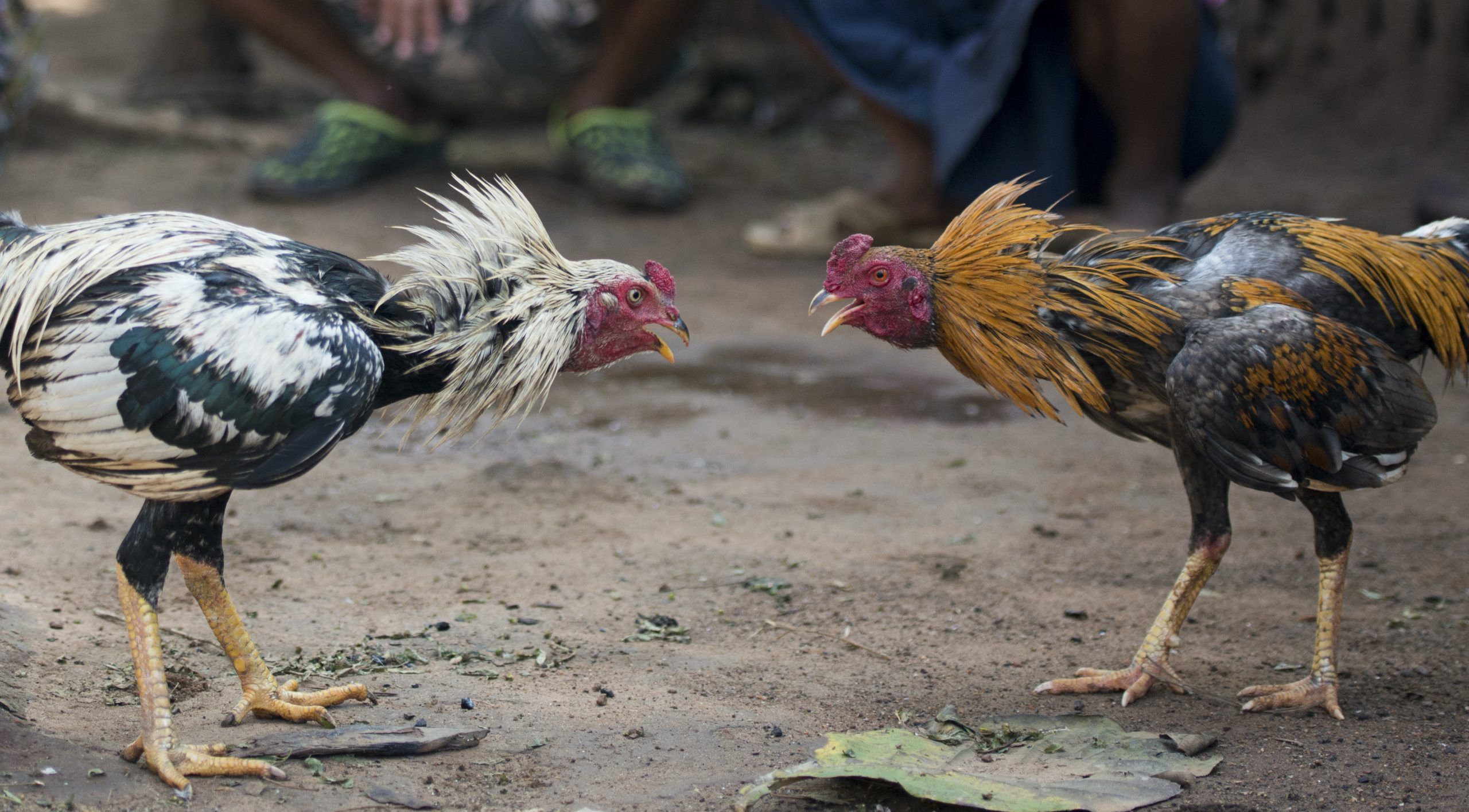 Cock Fight atau Sabung Ayam